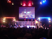 Bild Boxing Kings